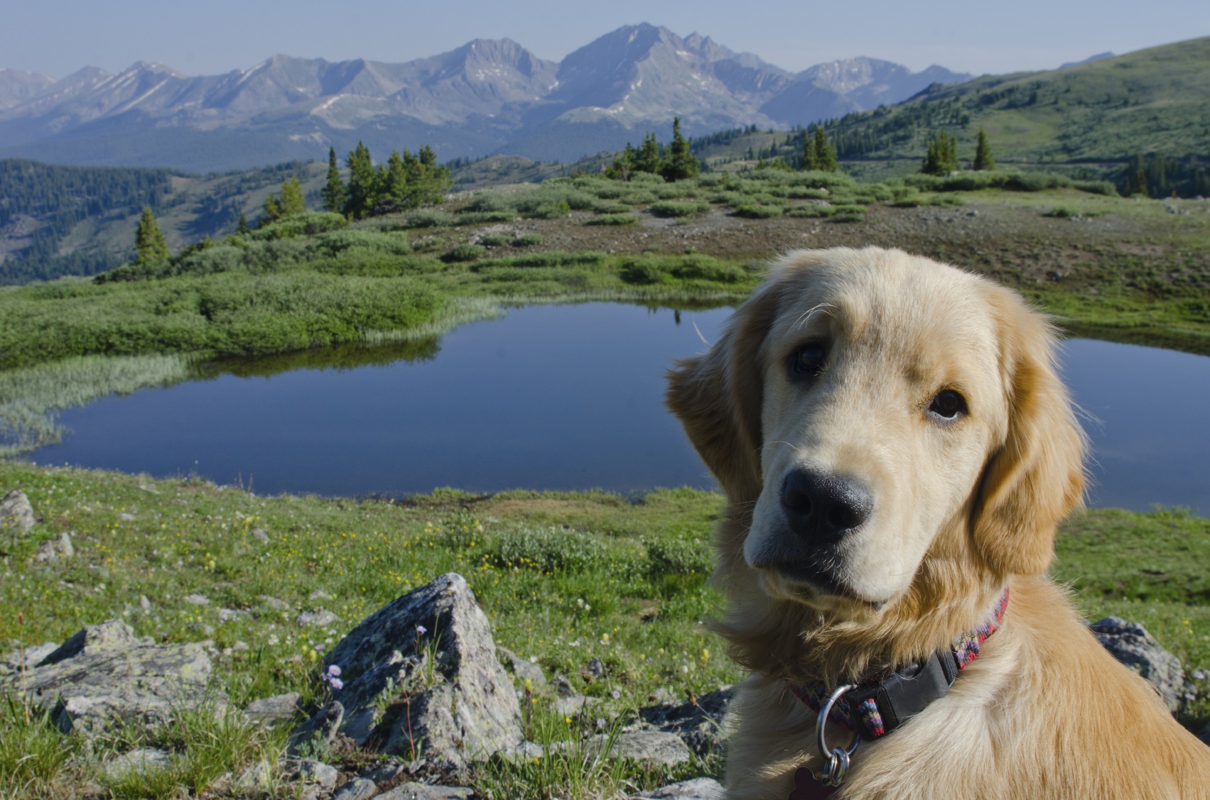 Dog friendly holiday destinations 