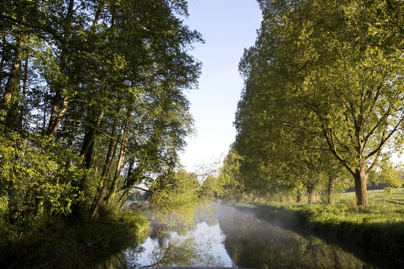 Best Woods for Dog Walking