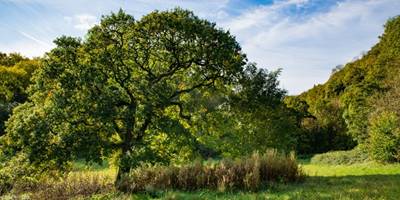 5 Woodland Trust Sites To Explore